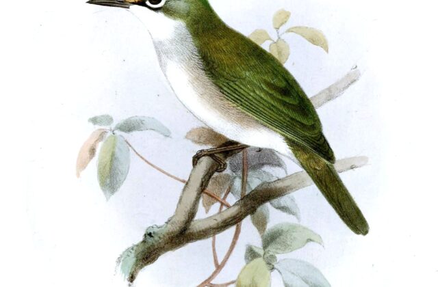 Christmas White-eye