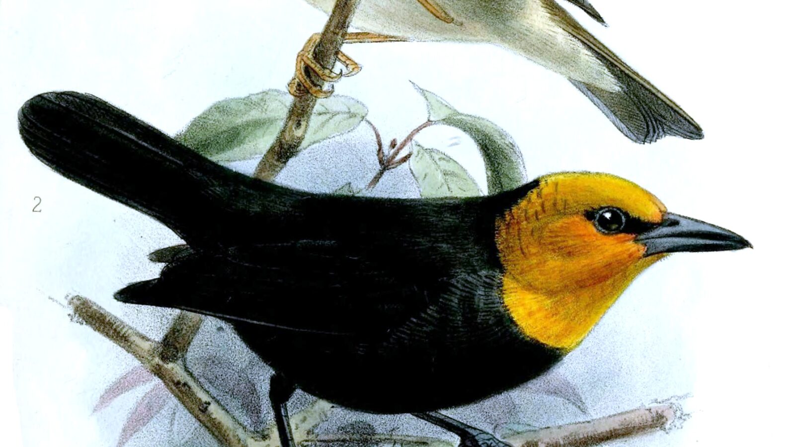 Black-billed Weaver