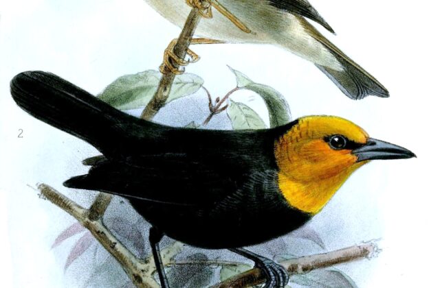 Black-billed Weaver