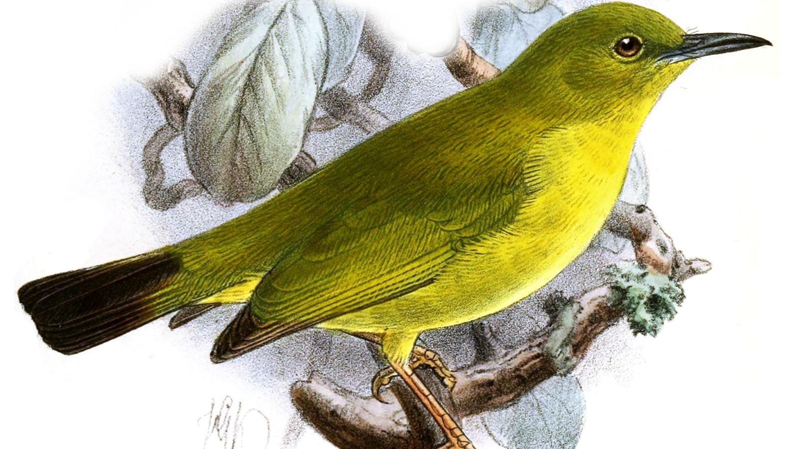 Dark-eyed White-eye
