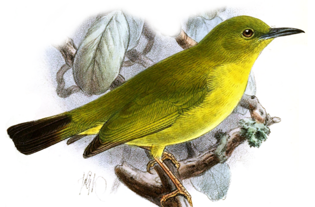 Dark-eyed White-eye