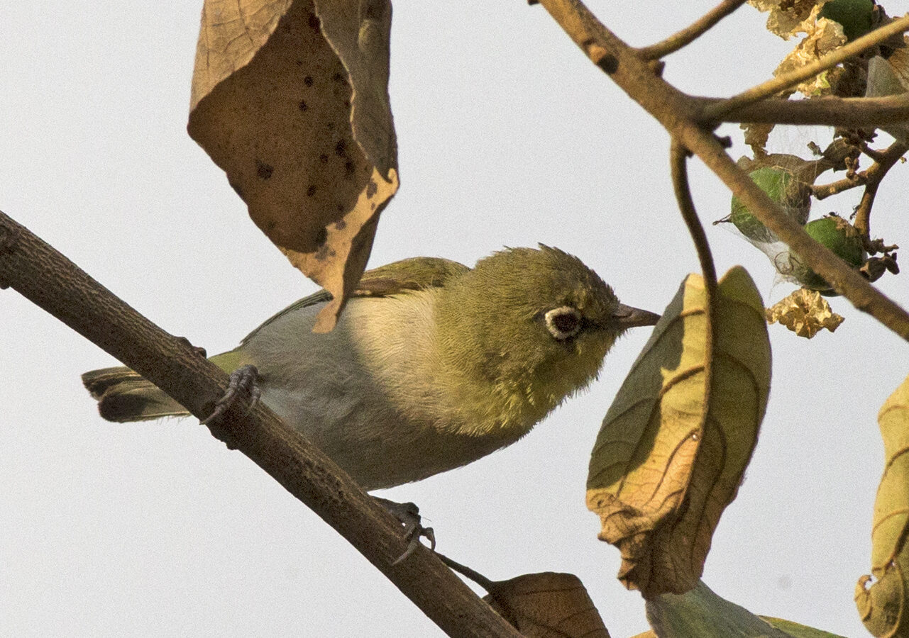 Abyssinian White-eye
