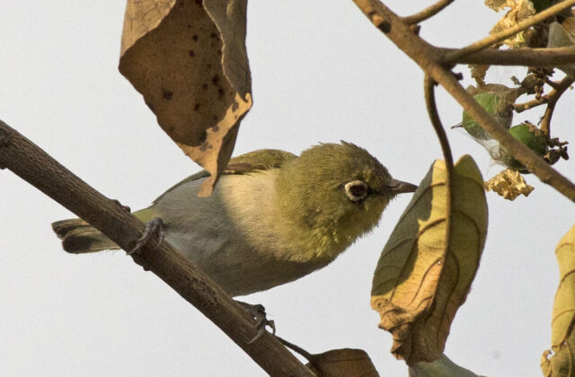 Abyssinian White-eye