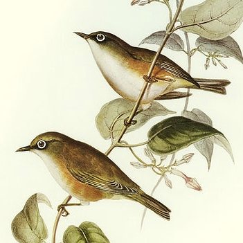 White-chested White-eye