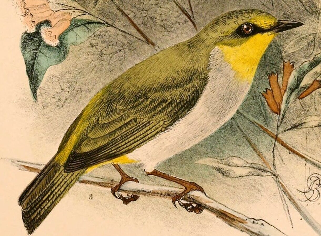 Black-ringed White-eye