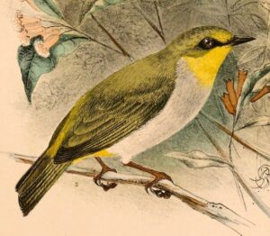 Black-ringed White-eye