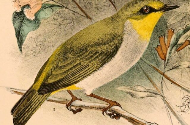 Black-ringed White-eye