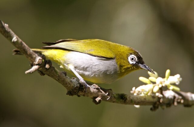 Black-capped White-eye