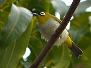 Black-crowned White-eye