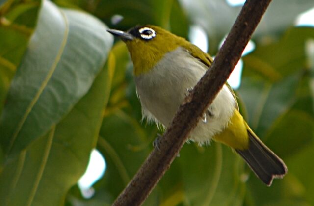Black-crowned White-eye