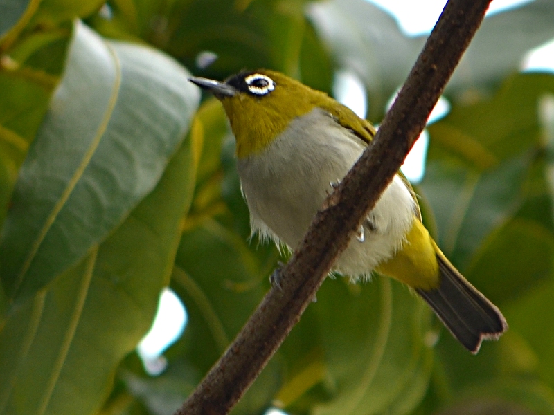 Black-crowned White-eye