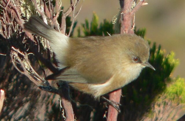 Reunion Grey White-eye