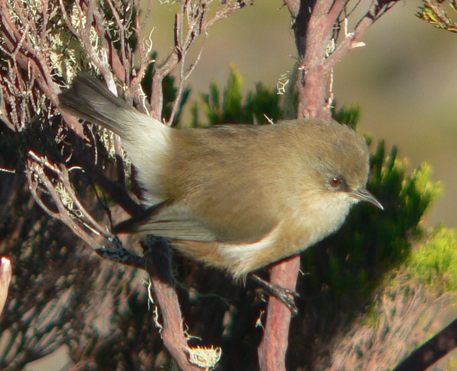 Reunion Grey White-eye