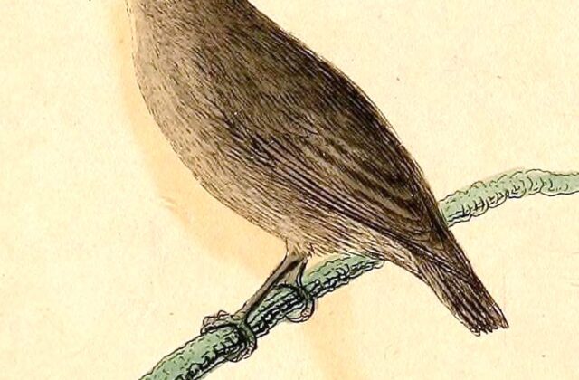 Kosrae White-eye