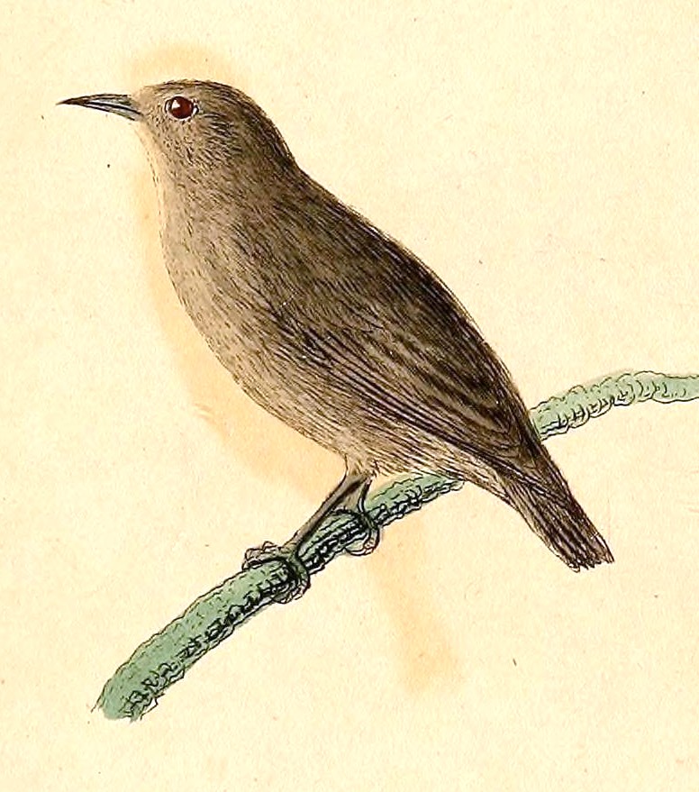Kosrae White-eye