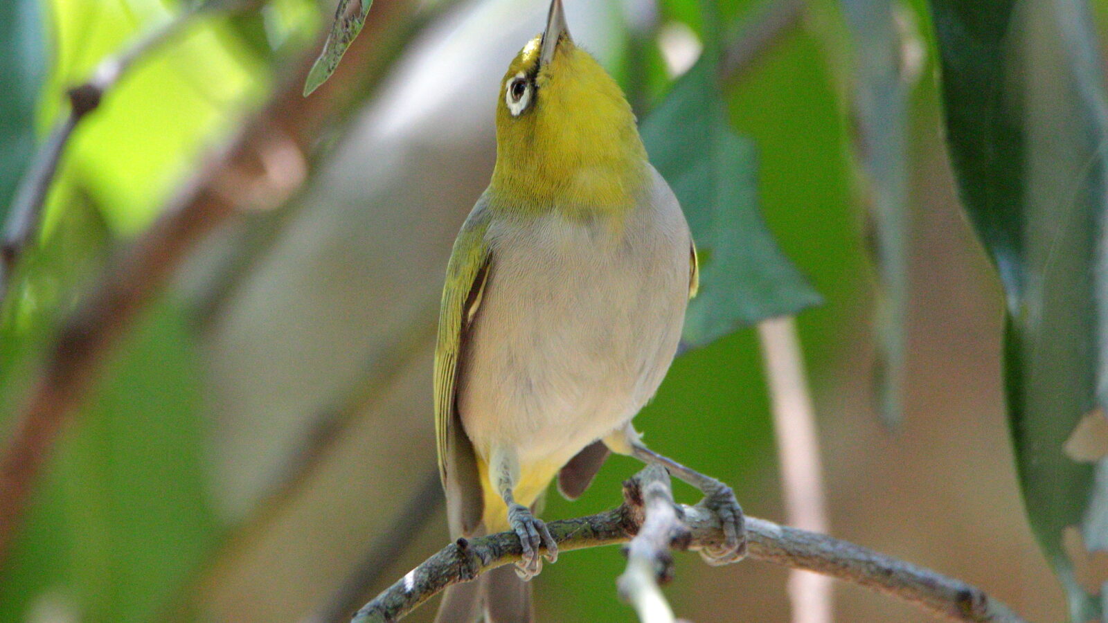 Ashy-bellied White-eye
