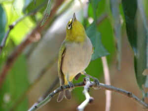 Ashy-bellied White-eye