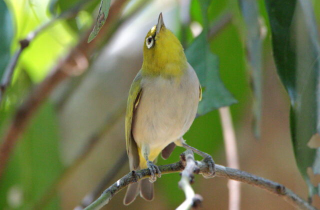 Ashy-bellied White-eye