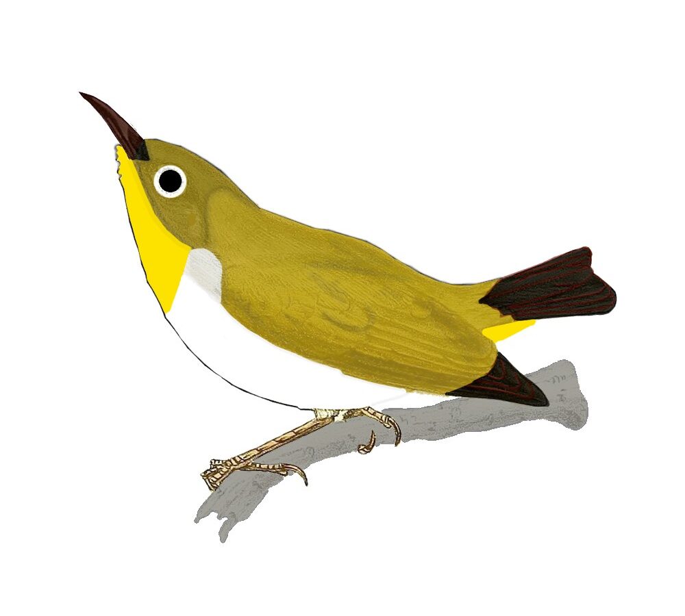 Pale-bellied White-eye