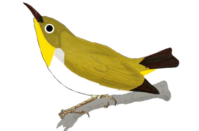 Pale-bellied White-eye
