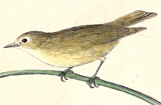 Bridled White-eye