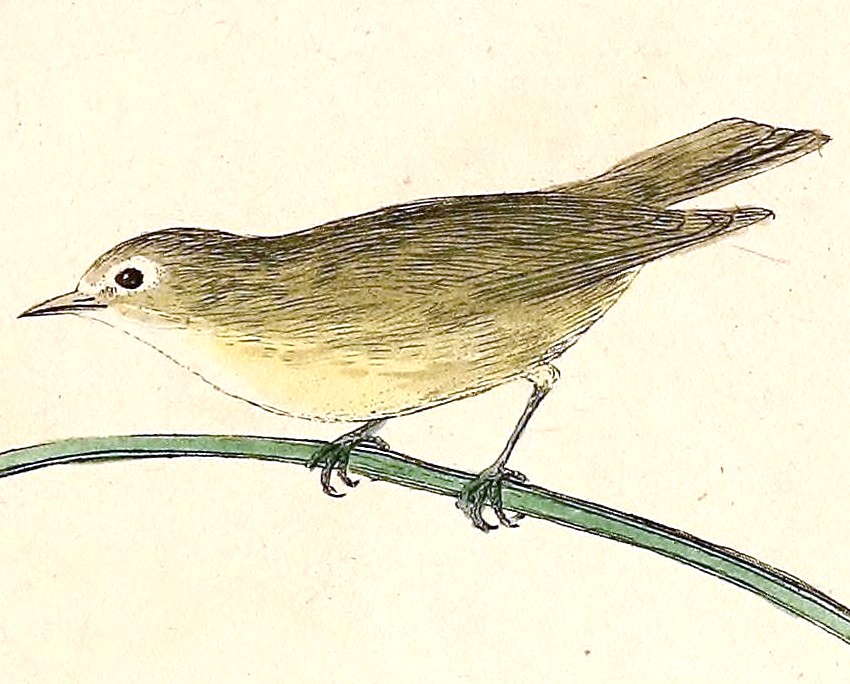 Bridled White-eye