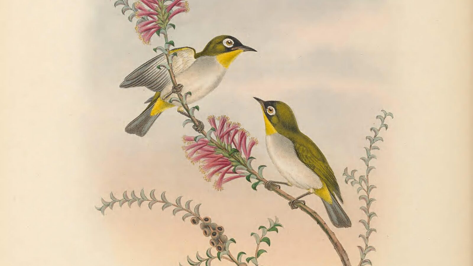 Black-fronted White-eye