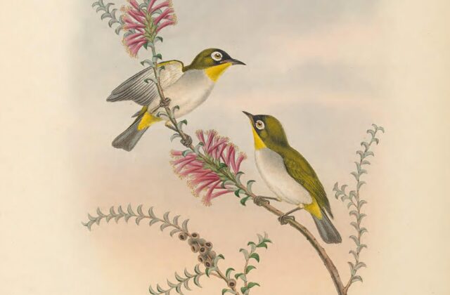 Black-fronted White-eye