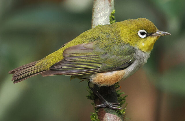 Chestnut-flanked White-eye