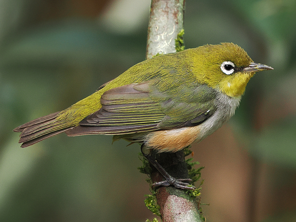 Chestnut-flanked White-eye