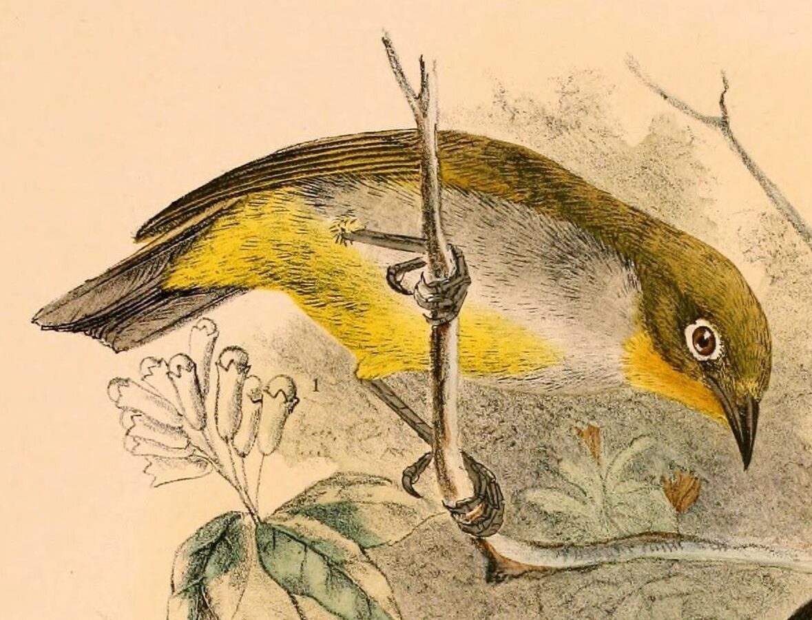 Everett’s White-eye