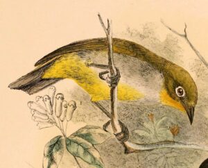 Everett’s White-eye
