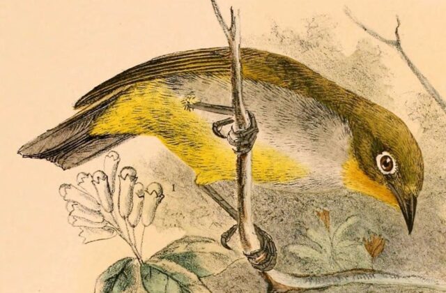 Everett’s White-eye