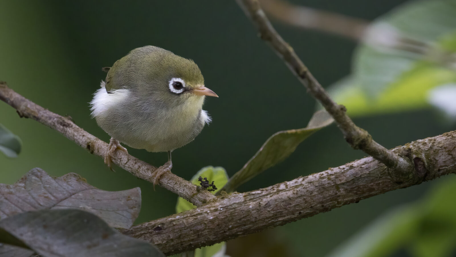 Sao Tome White-eye