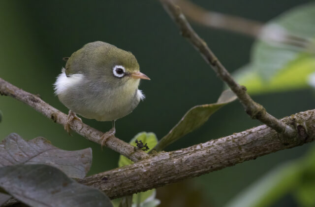 Sao Tome White-eye