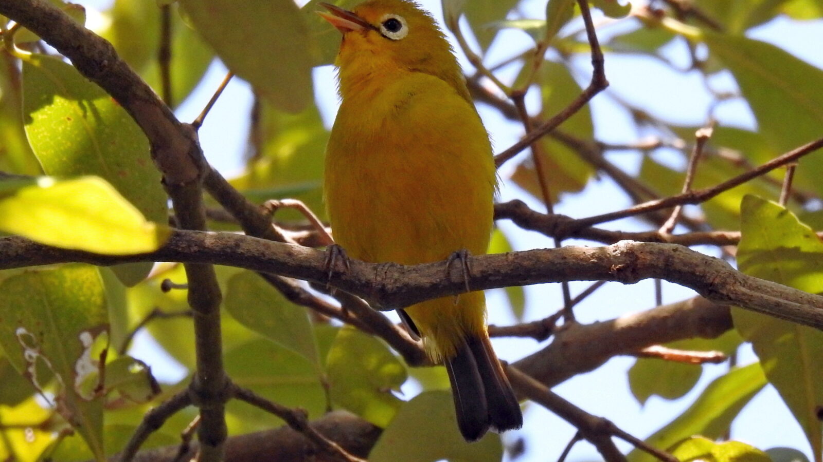Wakatobi White-eye