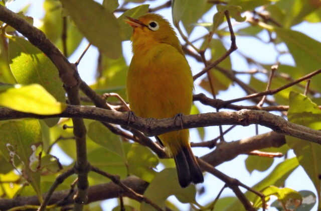 Wakatobi White-eye