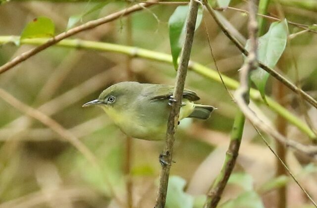 Plain White-eye
