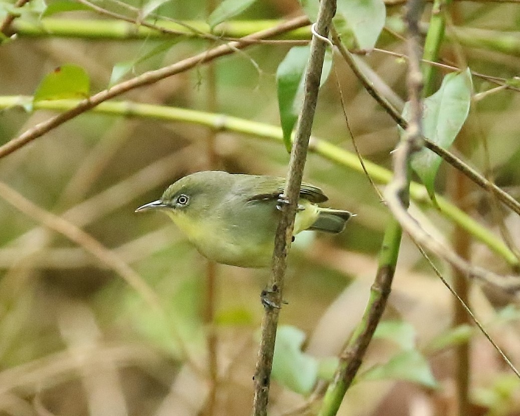 Plain White-eye