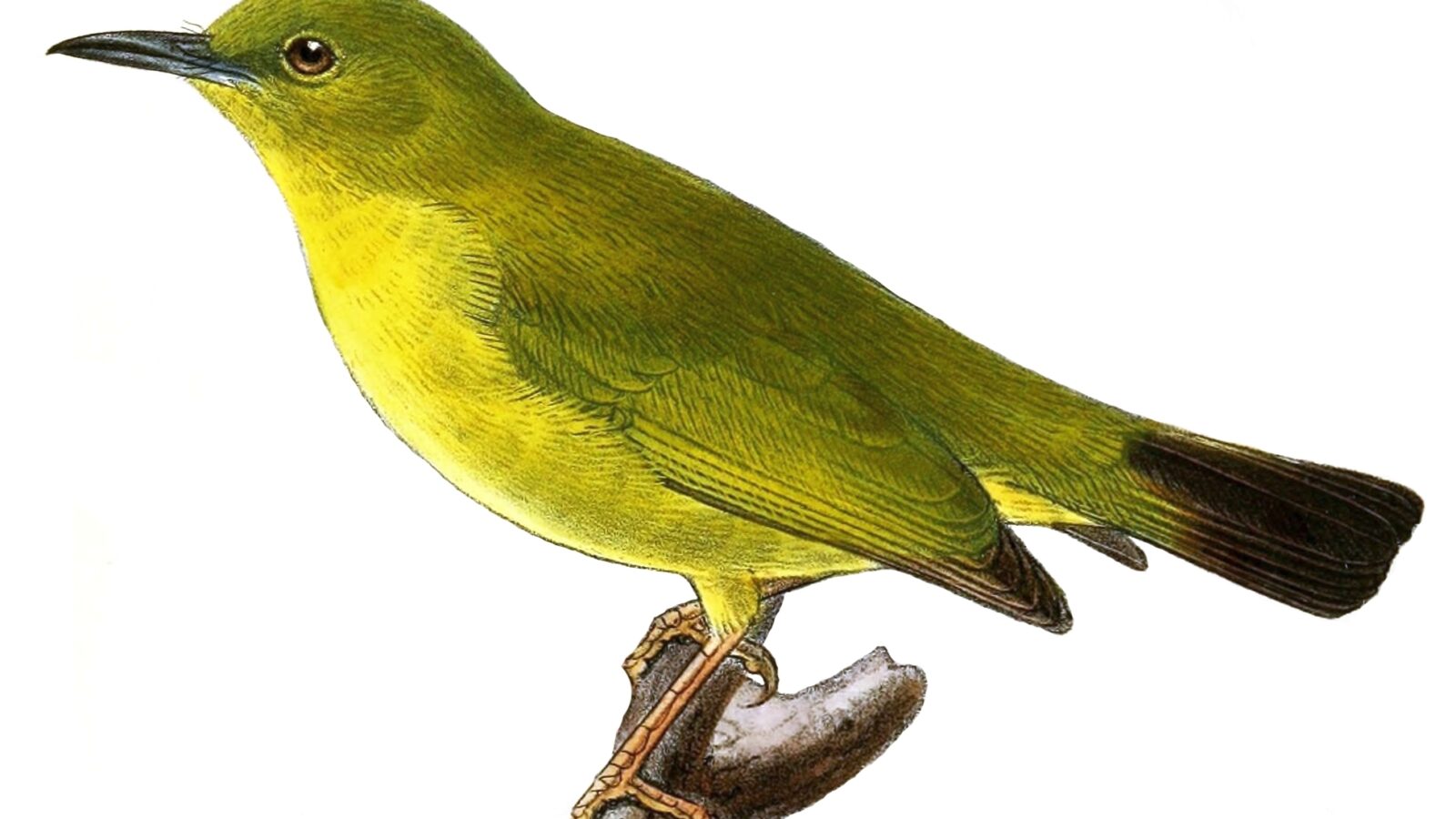 Solomons White-eye