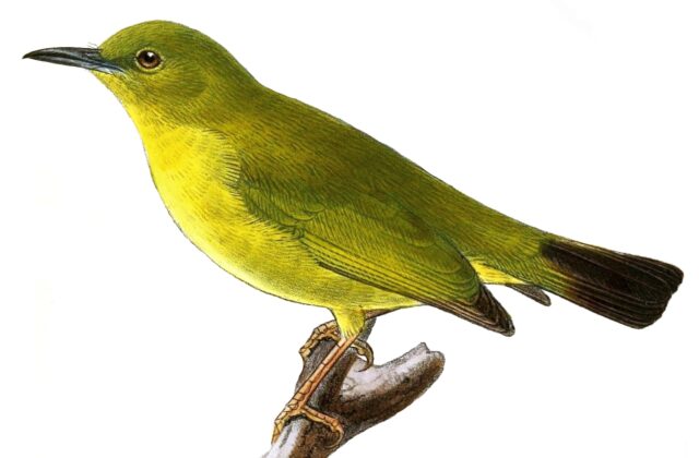 Solomons White-eye