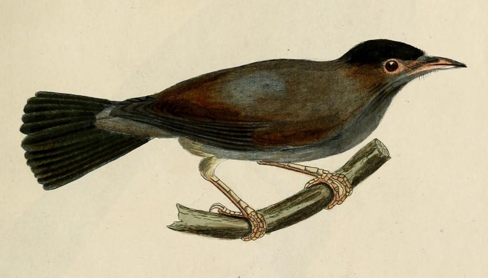 Black-capped Speirops