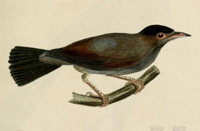 Black-capped Speirops