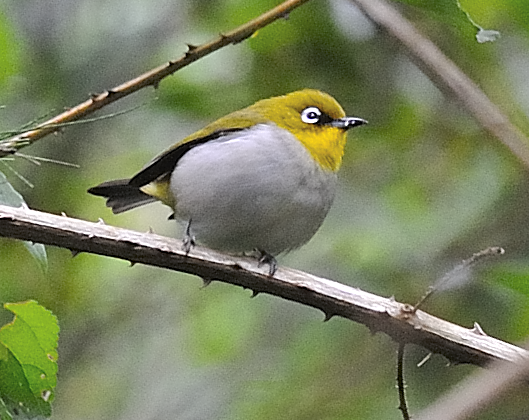 Malagasy White-eye