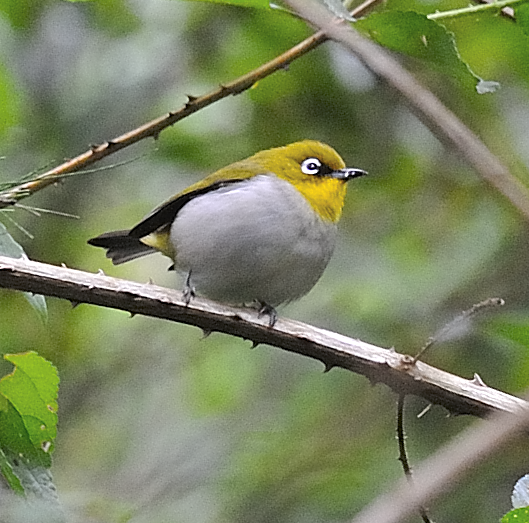 Malagasy White-eye