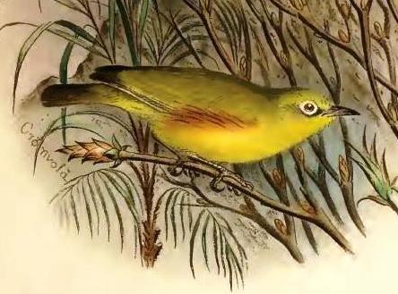 Marianne White-eye