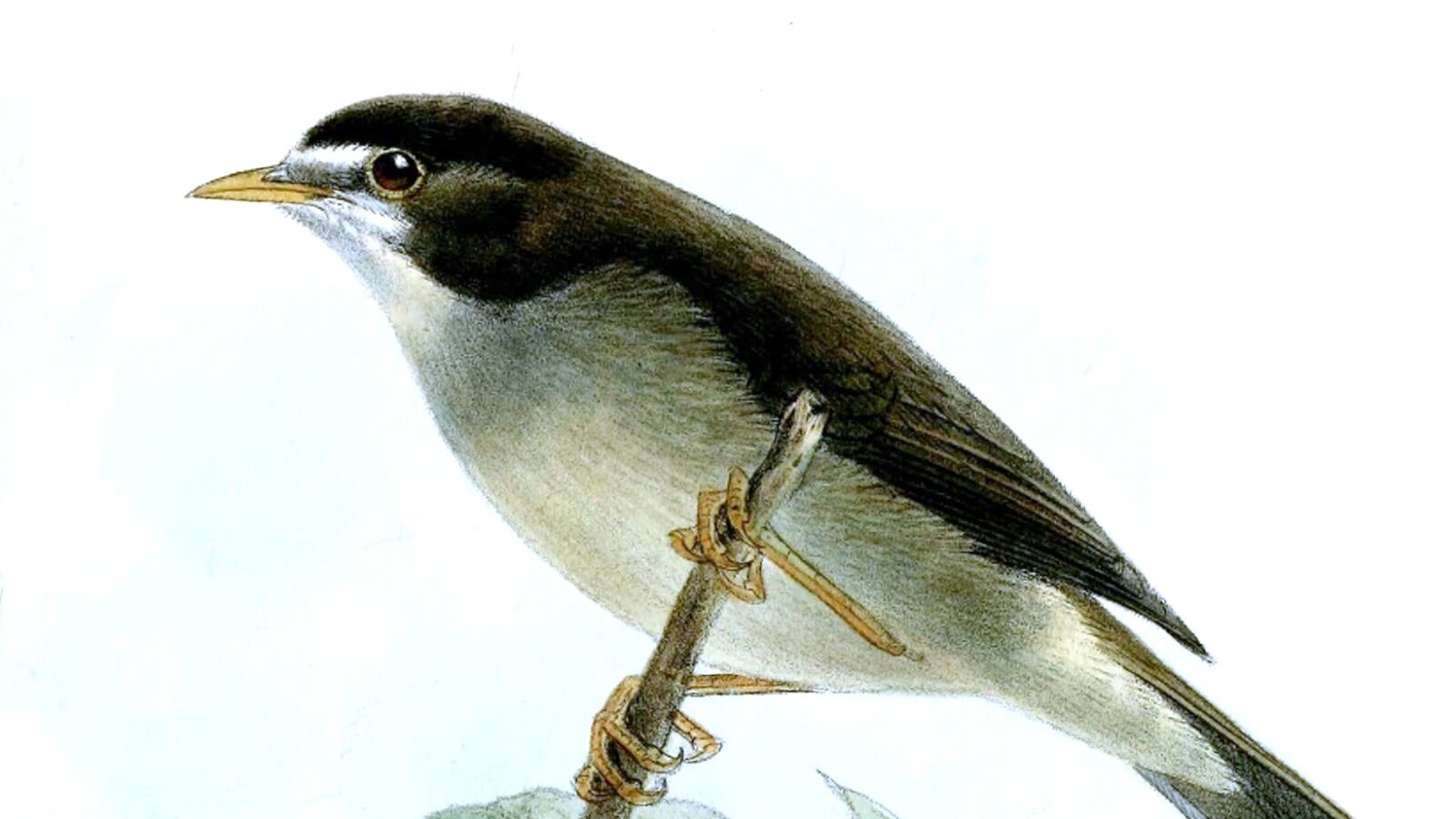 Mount Cameroon Speirops