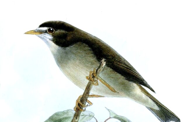 Mount Cameroon Speirops
