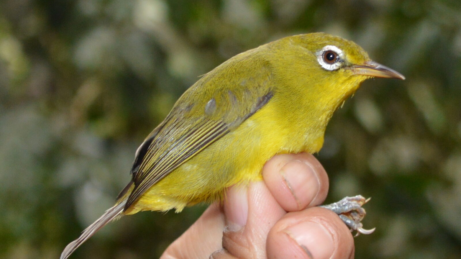Meratus White-eye