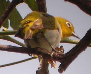 Lowland White-eye